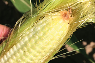 Western bean cutworm on end of ear of corn.