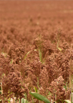 Sorgo campo