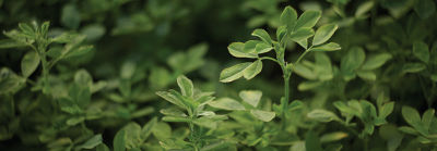 Imagen primer plano de alfalfa desktop