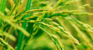 rice plant