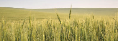 Barley field