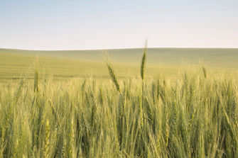 Barley field
