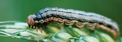 Bertha armyworm