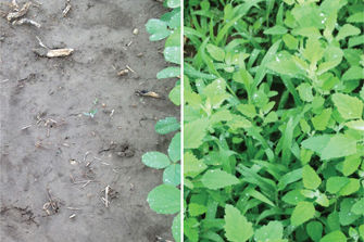 Treated and untreated Canopy PRO soybeans in Breslau Ontario