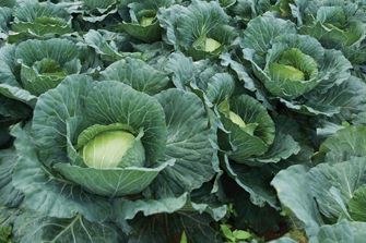 Cabbage