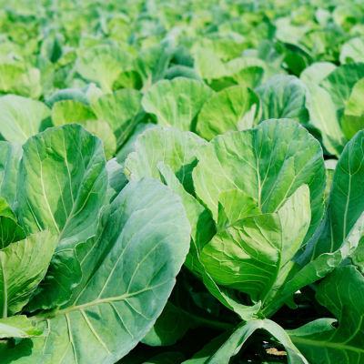 Image of close up of cabbage in a field