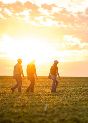 Imagen de personas caminando en un campo de maiz