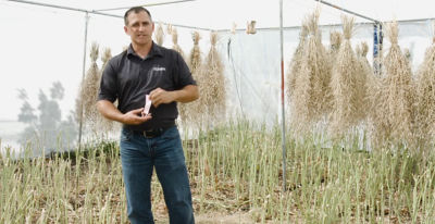 From Canola Breeding to Seeding - Part 2 -  Parent Seed Production