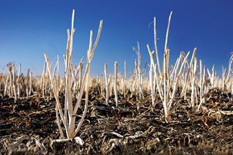 Clean canola stubble