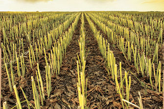 Rows of canola stubble