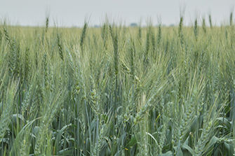 Wheat head close-up