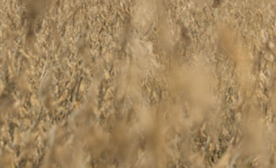 Commenza Grass Control