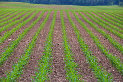 Corn rows