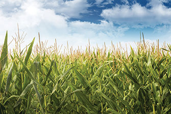 Corn field with sky in background