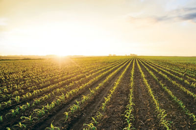 image of an early season corn field at sunset.