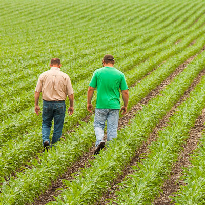 Image of two men walking in a young corn field.