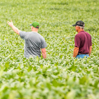 Image of two men walking in a corn field