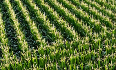 Rows of corn in field