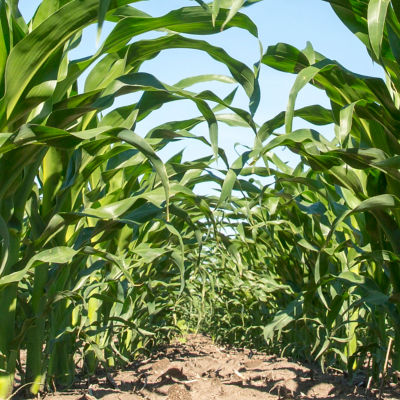 Keystone® LA herbicide for corn