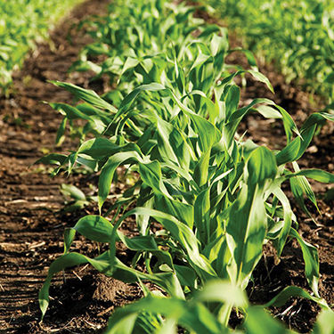 Rows of corn