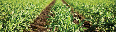 Rows of corn