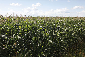 Wide angle of a corn field with sky in background