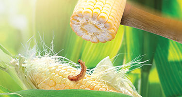 Close-up of corn cob with insect on it