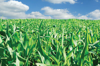 Corn field and sky
