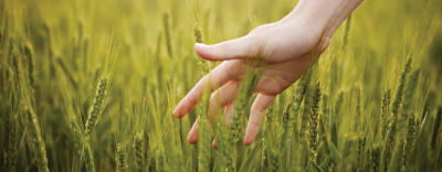 поле с насаждения