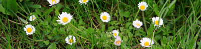 daisy weeds in grass
