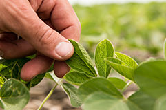 Imagen de dedo soja desktop