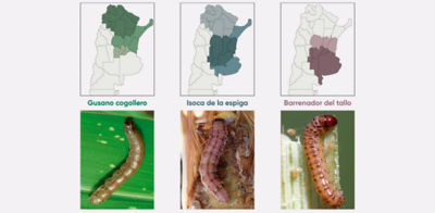 Imagen desktop PWU gusanos