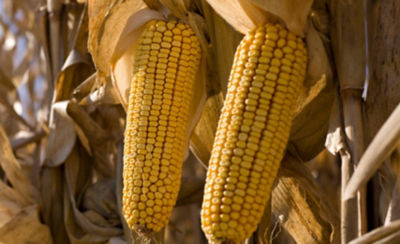 Closeup of corn on field