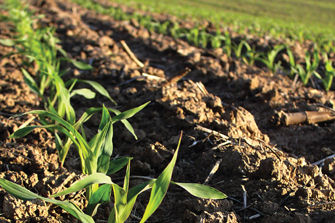 Corn in the 1st leaf stage