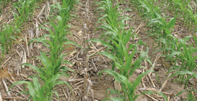 Corn treated with Elevore