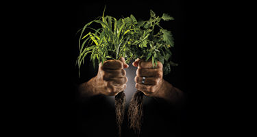 Two hands holding weeds