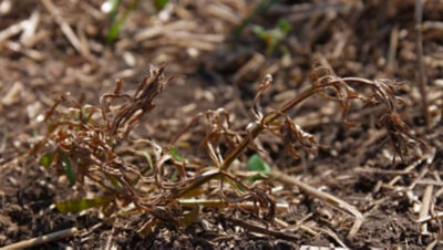 Prospect plus Glyphosate