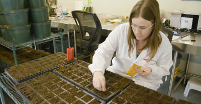 From Canola Breeding to Seeding - Part 1 - Quality Control