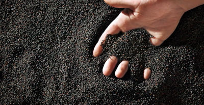 From Canola Breeding to Seeding - Part 5 - Cleaning, Treating & Bagging