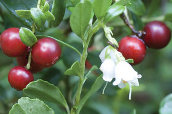Cherry fruit blossoms