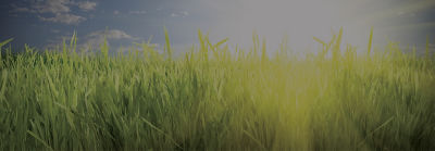 Grass and bright sun