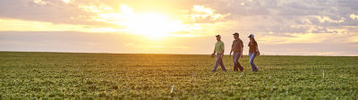 People in soybean field at Sunset