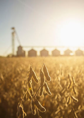 Amanecer en campo sembrado