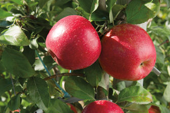 Honeycrisp apples in tree