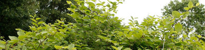 Japanese knotweed stand