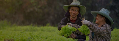 marul tarlasında çalışanlar