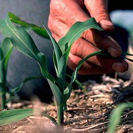 A mão do homem ao lado da planta de milho