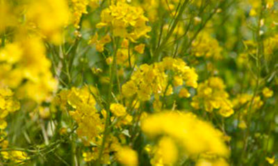 MMOA Guards Against Resistance