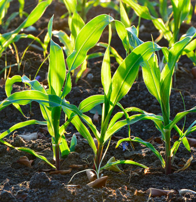 Imagen desktop de maiz crecimiento