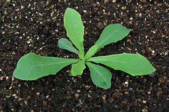 Narrow-leaved hawk's beard